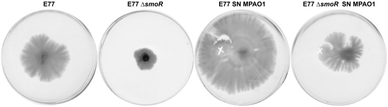 Figure 5