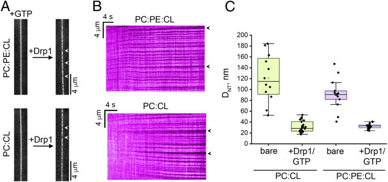 Fig. 8.