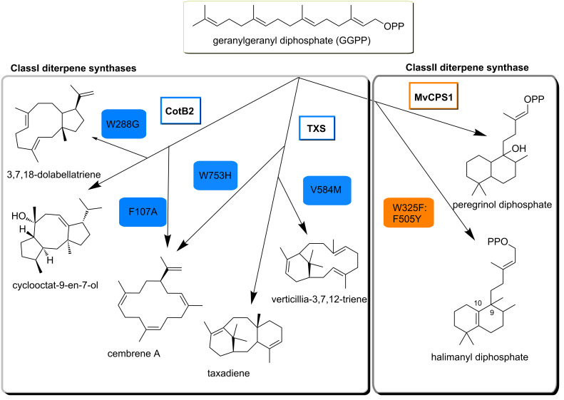 Scheme 2