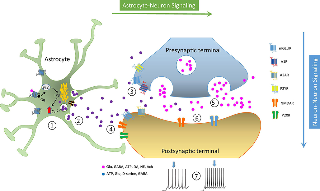 FIGURE 2: