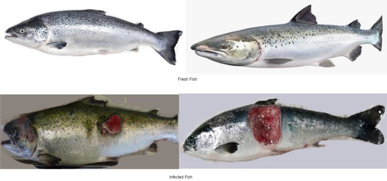 Fig. 1: