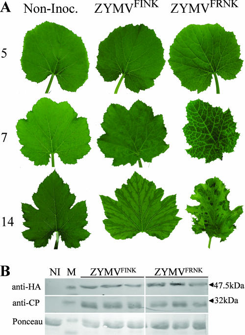 FIG. 1.