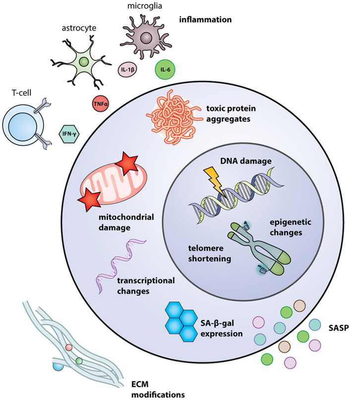 Stem Cells of the Aging Brain - PMC