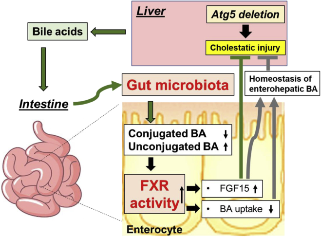 Figure 19