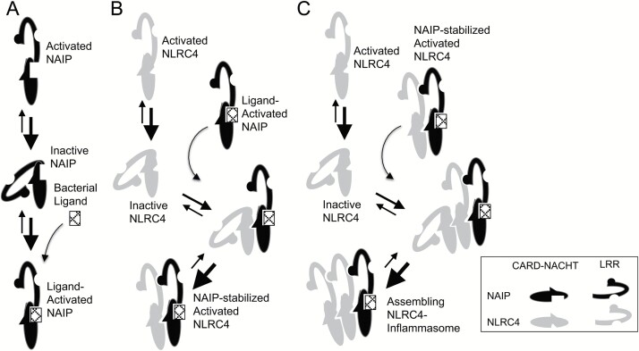 Fig. 2.