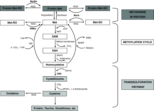 FIGURE 1.