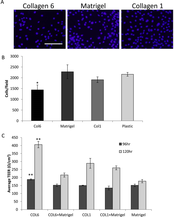 Supplemental Figure S1