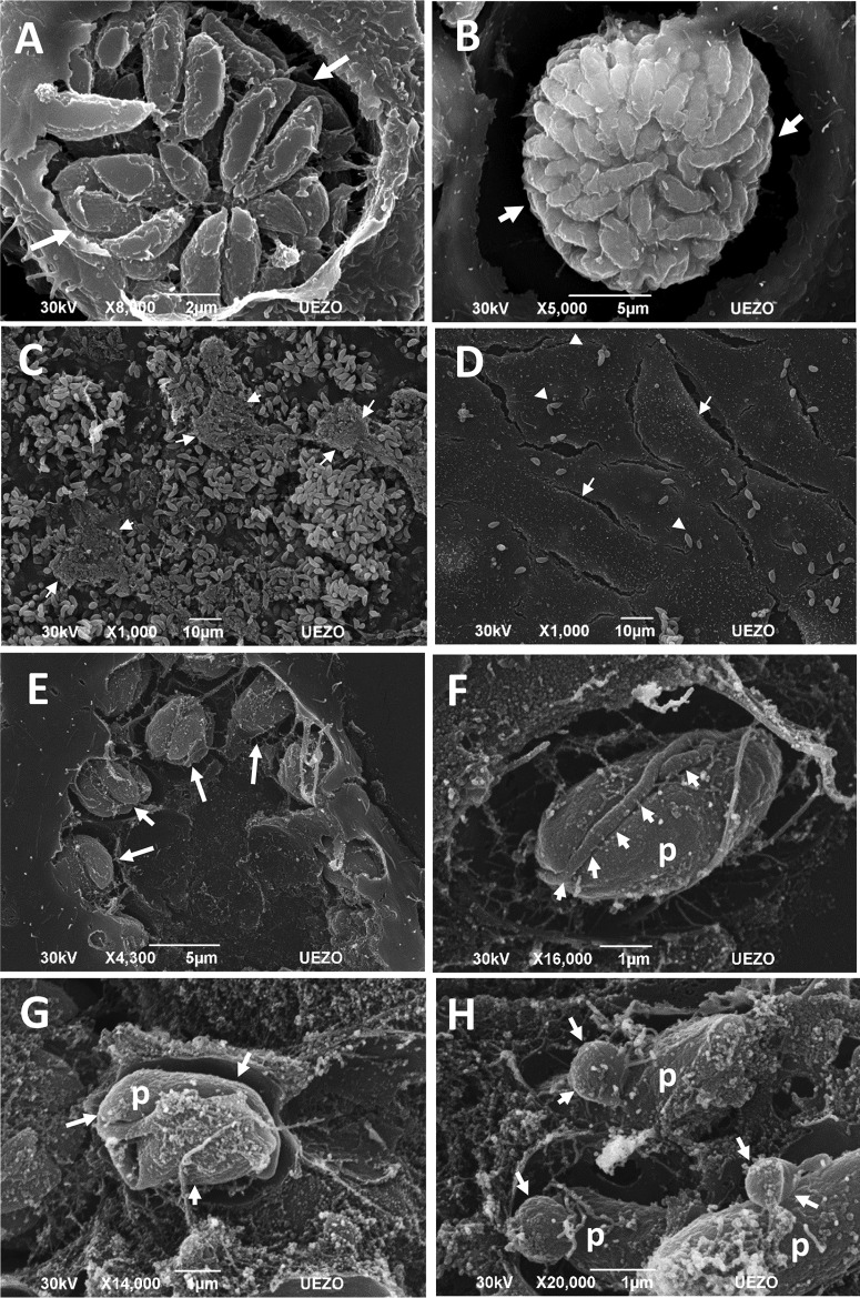 FIG 5