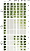 Figure 4.