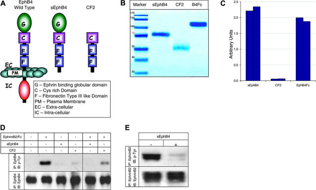 The Soluble Extracellular Domain Of Ephb4 (sephb4) Antagonizes Ephb4 