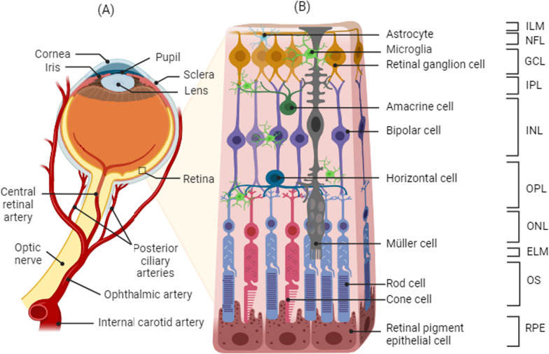 Fig. 1