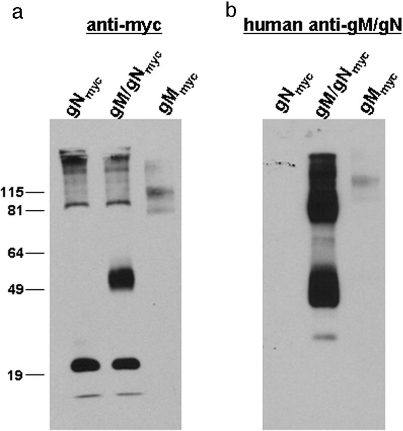 FIG. 5.