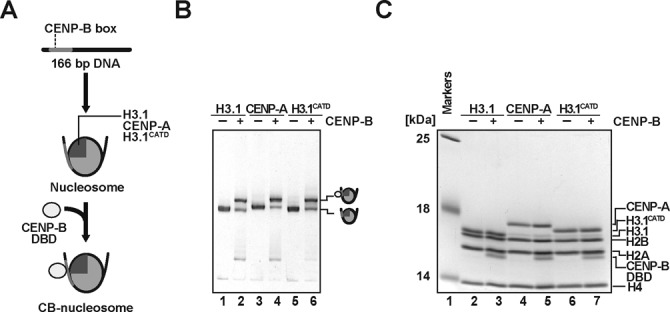 Figure 1.