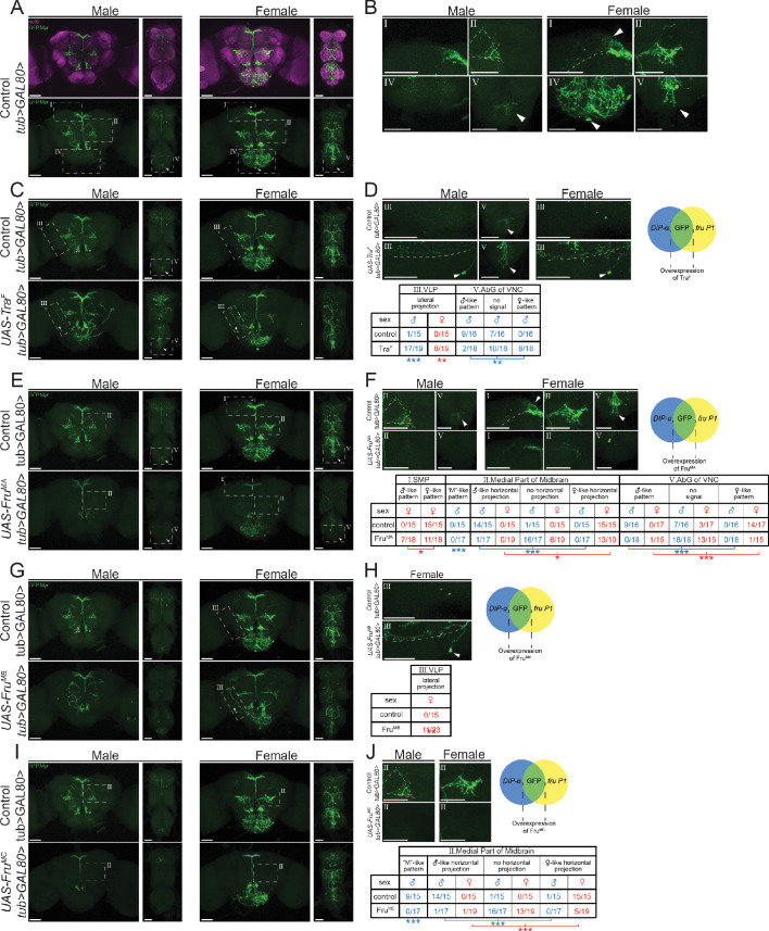 Figure 9—figure supplement 1.