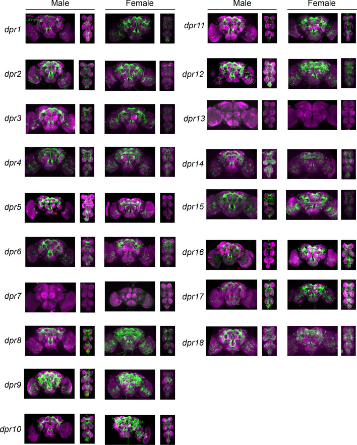 Figure 2—figure supplement 1.