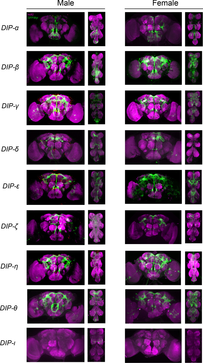 Figure 3—figure supplement 1.