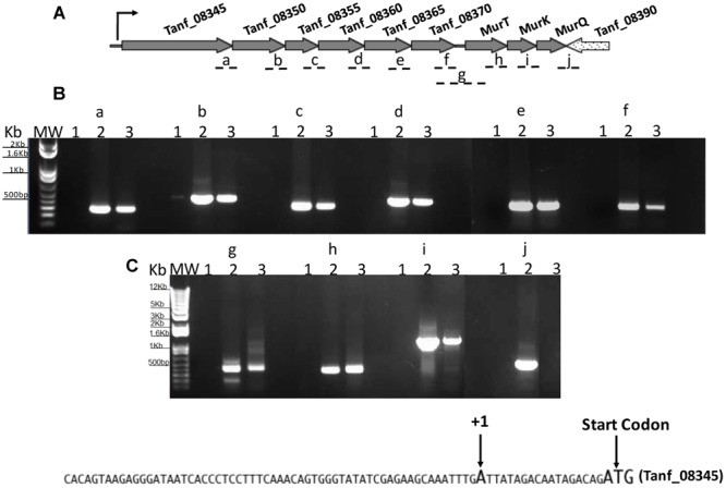 FIGURE 2