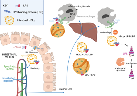 graphic file with name nihms-1740014-f0001.jpg