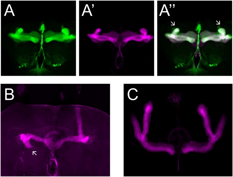 FIGURE 4