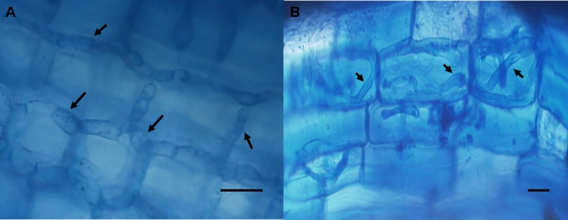 Fig 9