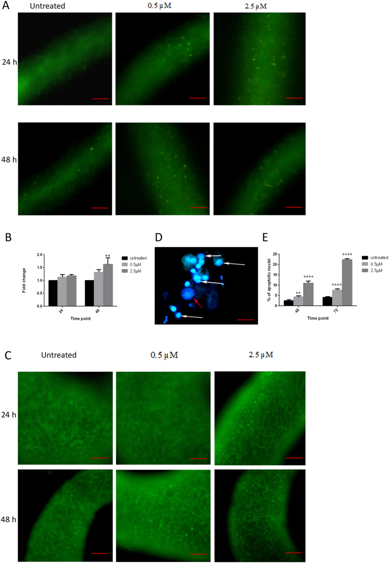 Figure 5