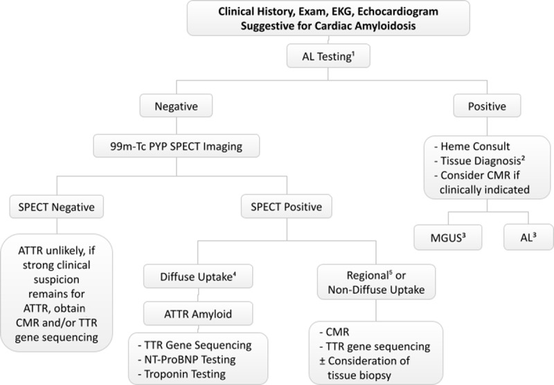 Simplified diagnostic algorithm for suspected cardiac amyloidosis