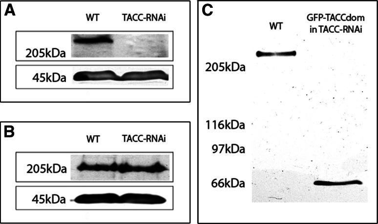 Fig. 6