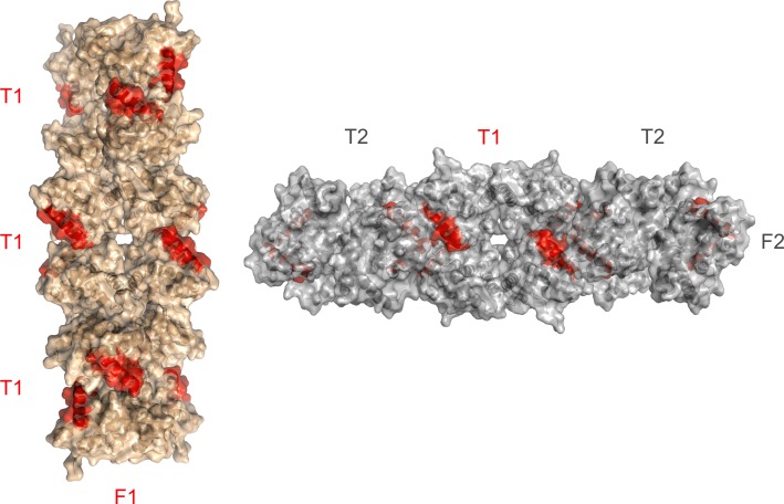 Figure 3—figure supplement 3.