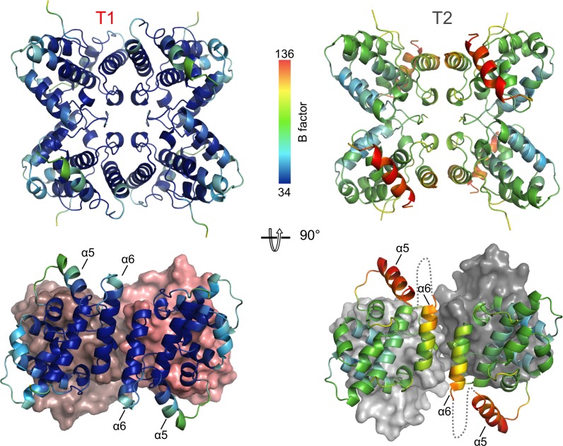 Figure 4—figure supplement 1.