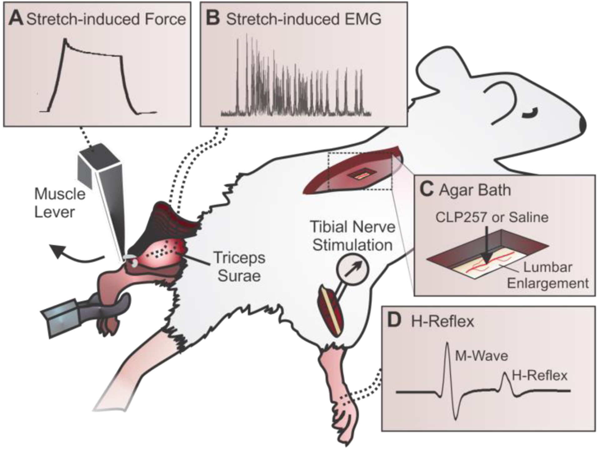 Figure 1: