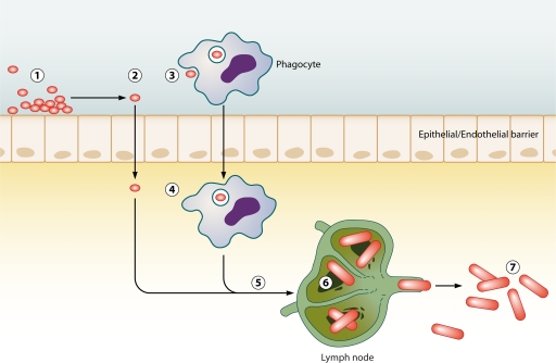 Fig 1