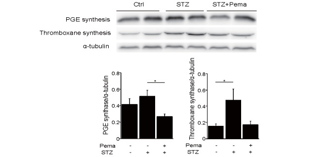 Fig.3. Pemafibrate reduced the expression of PGE synthase and thromboxane synthase