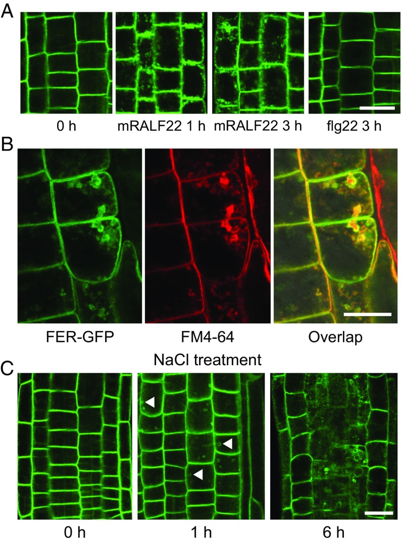 Fig. 6.