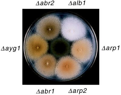 FIG. 5