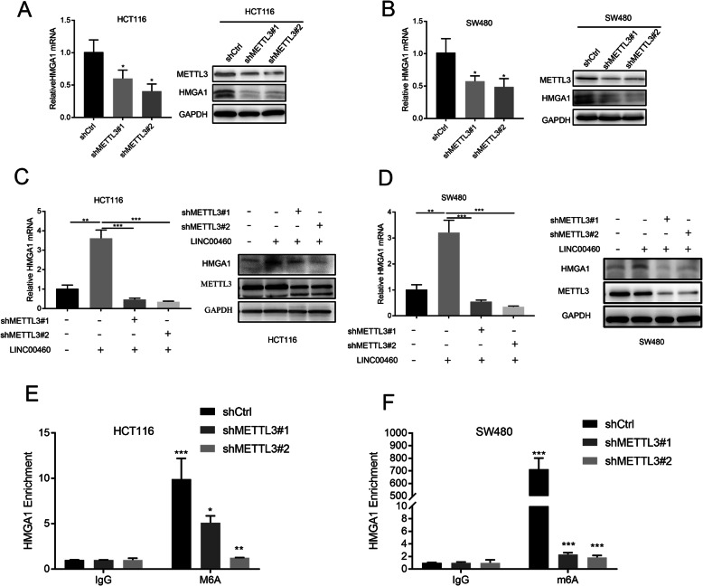 LINC00460/DHX9/IGF2BP2 complex promotes colorectal cancer proliferation ...