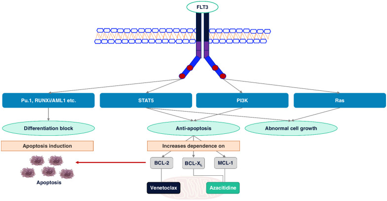 Figure 1. Venetoclax and azacitidine work synergistically to overcome antiapoptotic signals downstream of an activated FLT3 pathway.