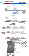 Fig 6