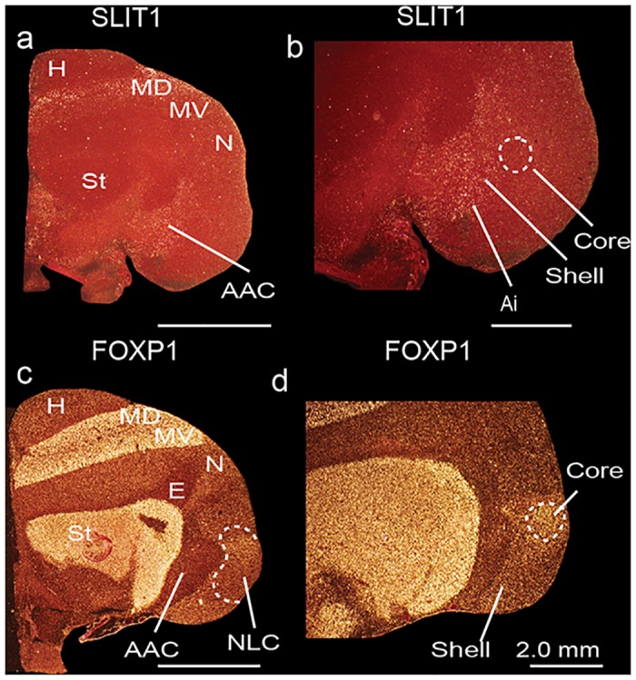 Fig 7