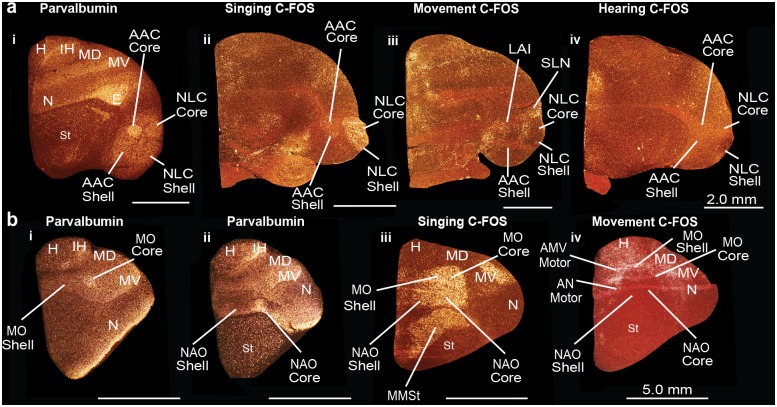 Fig 5