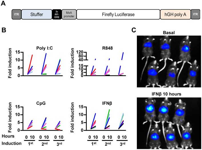 Fig 3