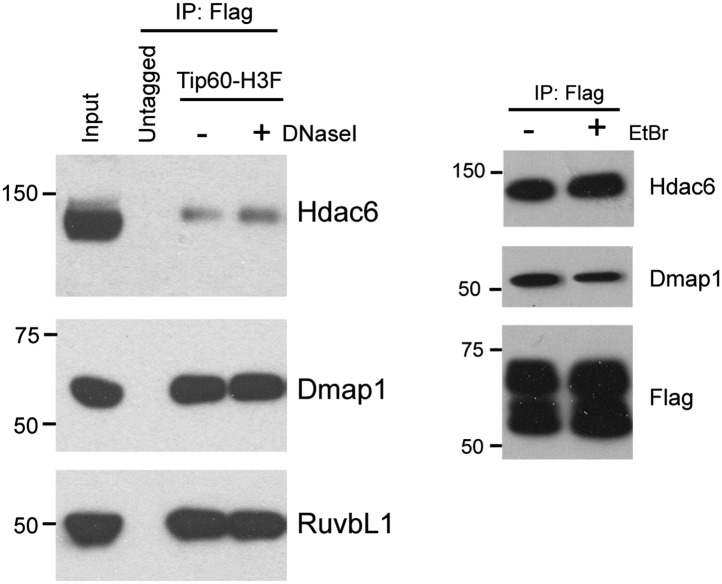 Figure 1—figure supplement 4.