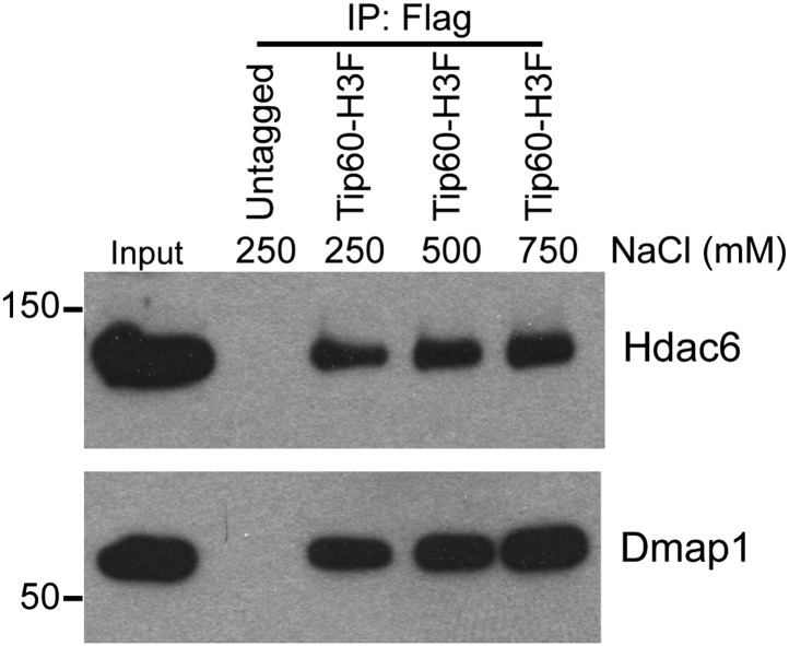 Figure 1—figure supplement 5.