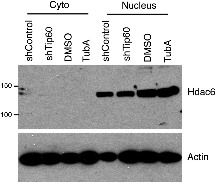 Figure 5—figure supplement 2.