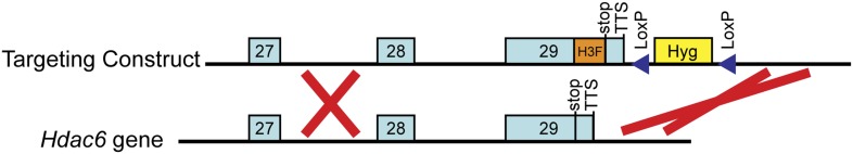 Figure 4—figure supplement 1.