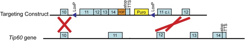 Figure 1—figure supplement 1.