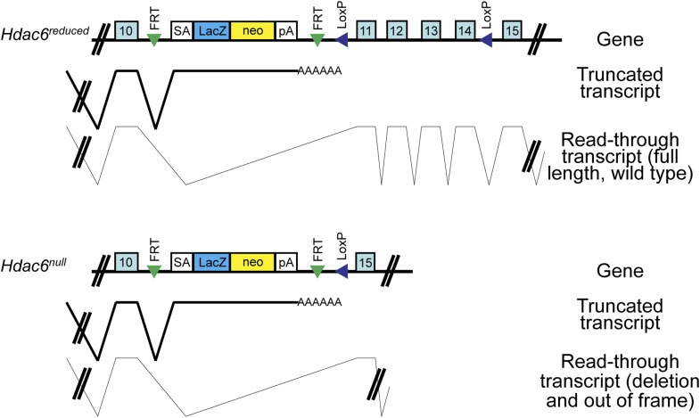 Figure 3—figure supplement 1.