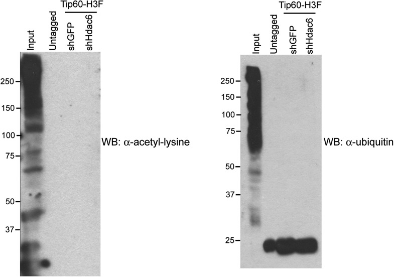 Figure 5—figure supplement 5.