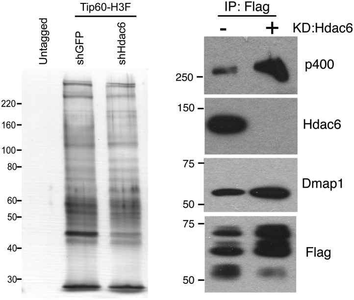 Figure 5—figure supplement 1.