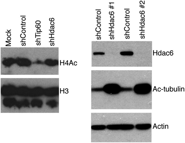 Figure 5—figure supplement 4.