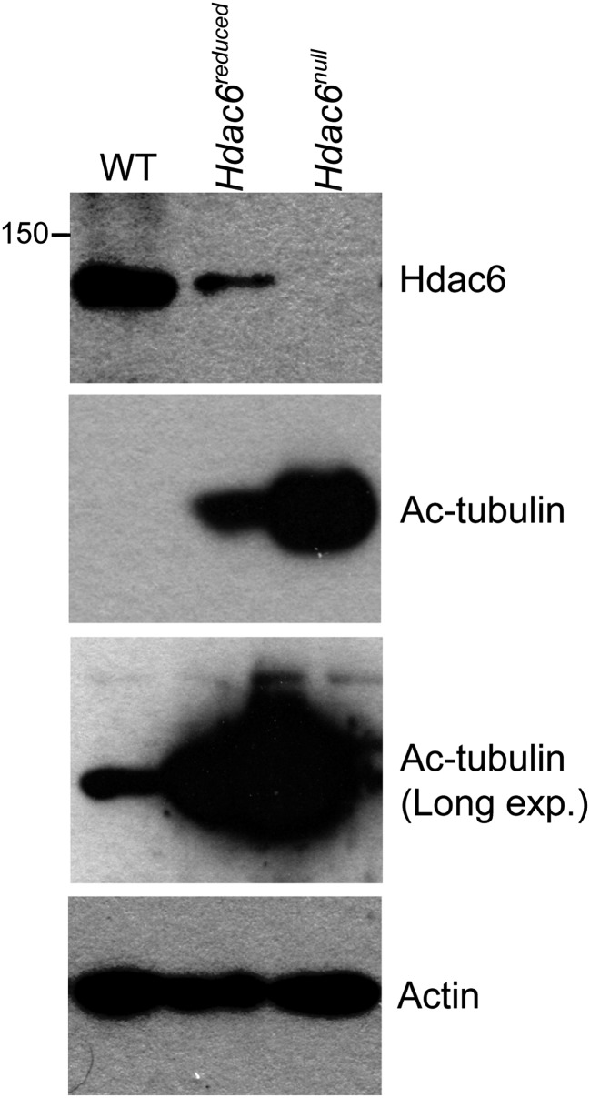 Figure 3—figure supplement 2.